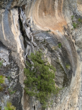 Juniperus phoenciea La Madeleine (J.-P. Mandin)